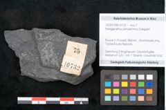 Foto (Objekt + Etikett) von Noeggerathia palmaeformis Goeppert (NHMW-GEO-2024-0188-10732)